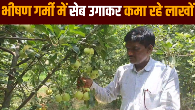 Bihar News: कश्मीर-शिमला और हिमाचल के बाद अब मुजफ्फरपुर वाला सेब खाइये, बाजार में आने वाला है ग्रीन एपल