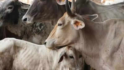 सिवनी गोहत्या: गायों के हत्यारों पर पुलिस ने रखा 10-10 हजार रुपए का इनाम, नागपुर के हैं सातों आरोपी