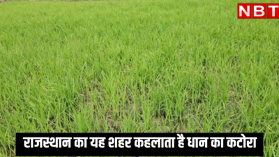 हर साल 1400 करोड़ के चावल का निर्यात करता है राजस्थान का यह शहर, धान के कटोरे के नाम से मशहूर