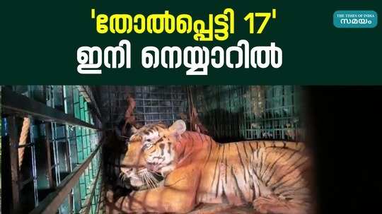 it was decided to take the tiger that was causing terror in edakkad area to neyyar