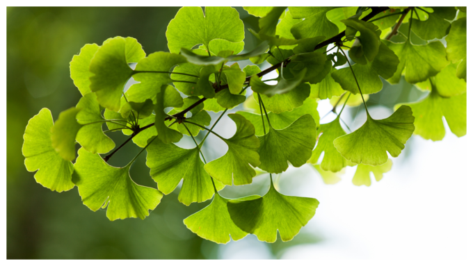 Ginkgo Biloba ಎಲೆಗಳು