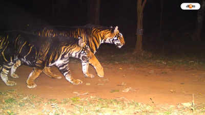 Royal Bengal Tiger : জঙ্গলে দেখা মিলছে কালো-সোনালি বাঘের! রং বদলাচ্ছে রয়্যাল বেঙ্গল টাইগার? মুখ খুললেন বিশেষজ্ঞরা