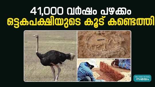 ostriches in south india too a 41000yearold nest was discovered