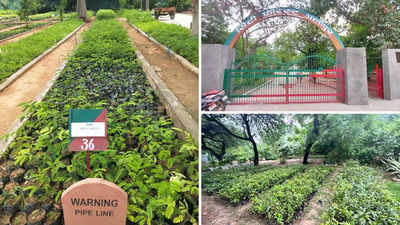 फ्री में पौधे लेने हैं तो पहुंच जाएं दिल्ली की ये 15 नर्सरी, गुलाब-चमेली उठा लें कोई भी पौधा