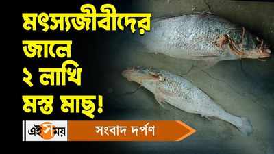 Giant Bhola Fish : মৎস্যজীবীদের জালে ২ লাখি মস্ত মাছ!