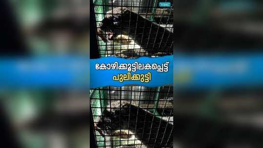 tiger cub stucked in cage