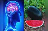 Brain Boosting Fruits: दिमाग की बंद नसें खोलते हैं 6 फल, तेजी से बढ़ेगी बुद्धि, भूल नहीं सकते एक बार लिखा-पढ़ा