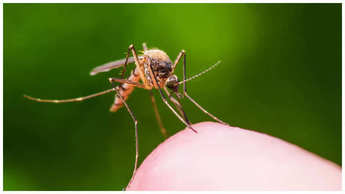 డెంగ్యూ..