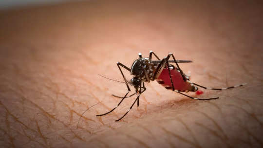 Zika Virus : ஜிகா வைரஸ் ஆபத்து யாருக்கு.. தவிர்ப்பது எப்படி..?