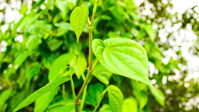 Paan Leaf