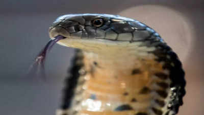 हापुड़ में भाई-बहन को कोबरा सांप ने डंसा, एंटी डोज के बाद भी मौत, फर्श पर कपड़े बिछाकर सो रहा था परिवार