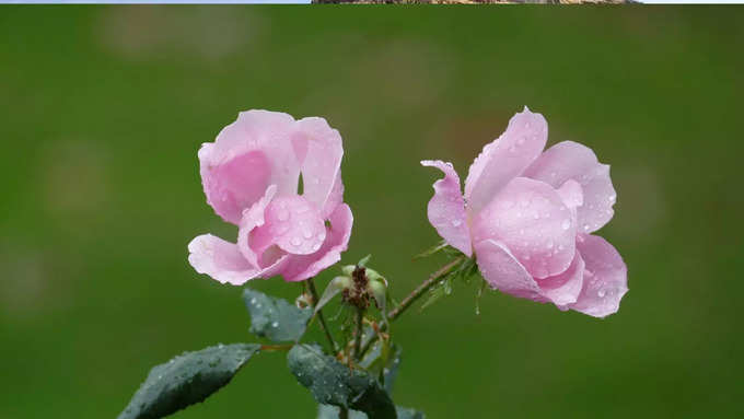 यहां मिलेंगे एलोवेरा से लेकर देसी गुलाब के पौधे