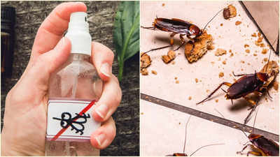 Insect Remedies: বর্ষায় ঘরে ঢুকে বিরক্ত করবে না পোকামাকড়, শুধু কোণায় কোণায় ছড়িয়ে দিন এই স্প্রে