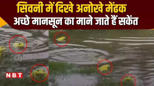 mp news in monsoon season yellow indian bull frogs were seen in seoni people got excited watch the viral video