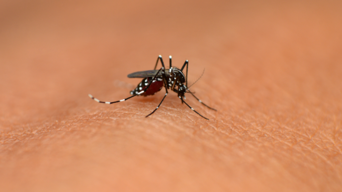 mosquito bite dengue