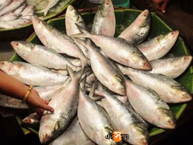 hilsa fish price