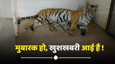 Gwalior News: बधाई हो! ग्वालियर प्राणी उद्यान में गूंजी किलकारियां, बाघिन दुर्गा दूसरी बार बनी मां