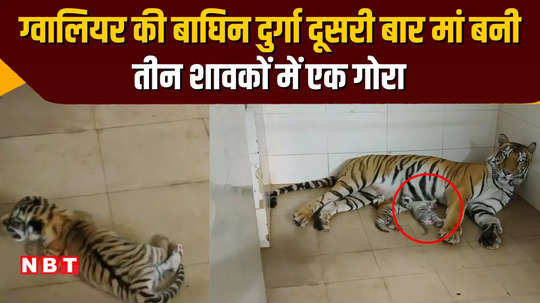 good news from gwalior zoo tigress durga was seen resting after giving birth to 3 newborn cubs watch video