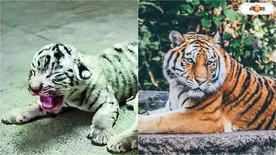 White Tiger Gwalior Zoo : সাদা বাঘের জন্ম দিল হলদে-কালো রয়্যাল বেঙ্গল টাইগার! গোয়ালিয়রের চিড়িয়াখানায় হইচই