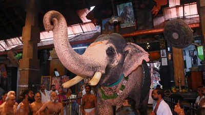 Guruvayur Elephant Rejuvenation Therapy: രാവിലെ നടത്തം, പിന്നെ തേച്ചുകുളി, വിഭവസമൃദ്ധമായ ഭക്ഷണം; ഗുരുവായൂരിലെ ആനകൾക്ക് ഇനി ഒരു മാസം സുഖചികിത്സ; ചെലവ് 11 ലക്ഷം