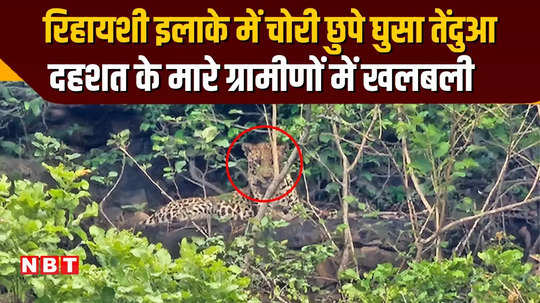 leopard enters panna residential area atmosphere of panic among the people due to fear watch viral video