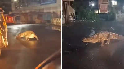महाराष्ट्र में हुई इतनी बारिश की सड़क पर निकल आया खूंखार मगरमच्छ, IFS अधिकारी ने शेयर किया चौंकाने वाला वीडियो