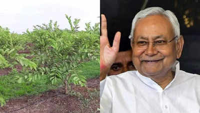 बिहार के किसानों के लिए गुड न्यूज! कीजिए इस फल की खेती, बंपर सब्सिडी दे रही नीतीश सरकार