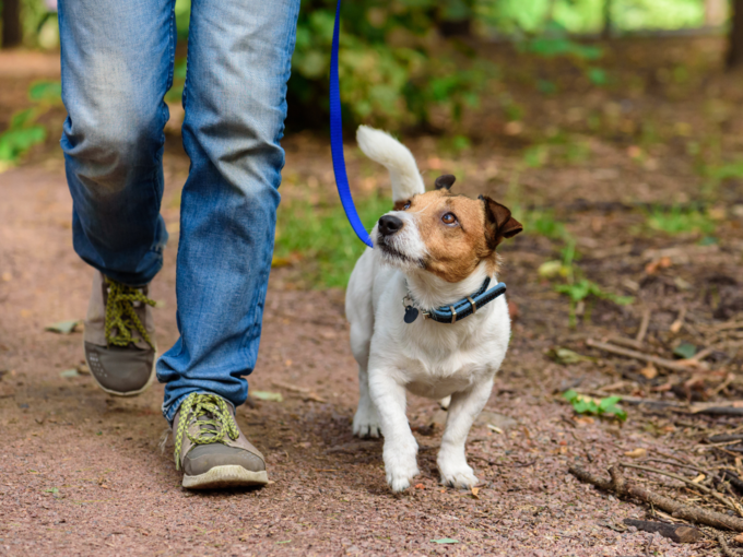 dog walking