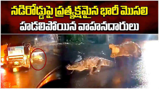 8 foot long crocodile seen on road after heavy rains in ratnagiri maharashtra