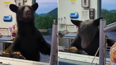एडवेंचर पार्क में भालू को देख लोगों की थमी सांसें, महिला कर्मचारी पर अटैक का वीडियो वायरल