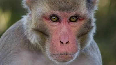 गाजियाबाद में बंदरों का आतंक, मेयर बोलीं- दिल्‍ली से लाकर छोड़े जा रहे, कुछ करें तो मेनका का NGO परेशान करता है