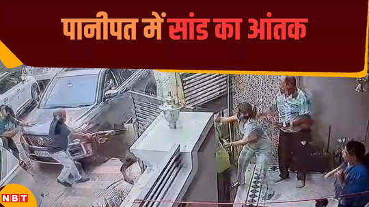 bull attack on two old people standing outside their house in panipat see video
