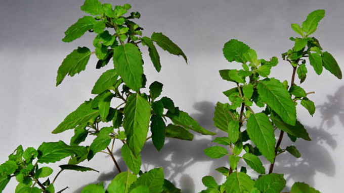 Tulsi