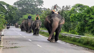 गजब! ओडिशा में खुला हाथियों का रेस्तरां, ग्रेनाइट की थाली में परोसा जाता है खाना, ऐसा है मेन्यू