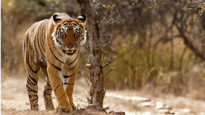 ರಣಥಂಬೋರ್ ರಾಷ್ಟ್ರೀಯ ಉದ್ಯಾನವನ