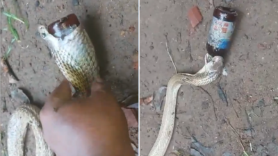 Cobra Rescue Video: कोबरा ने निगल ली कफ सिरप की पूरी बोतल, IFS अधिकारी ने शेयर किया सांप की जान बचाने का वीडियो