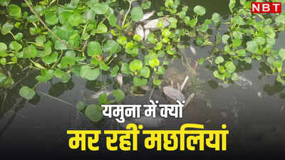 दिल्ली में यमुना के पानी में घुला जहर! कई दिनों से मर रही हैं मछलियां, जानिए वैज्ञानिक क्या कह रहे