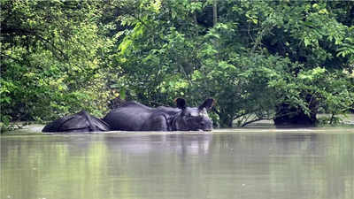 आसाममध्ये वन्यजीवांवर पर्जन्यसंकट, सतरा प्राण्यांचा मृत्यू; २९ जिल्हे पाण्याखाली