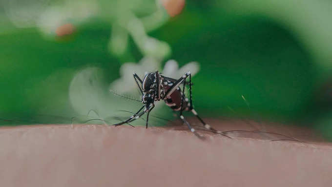 प्रेग्‍नेंसी में मलेरिया होने पर क्‍या हो सकता है