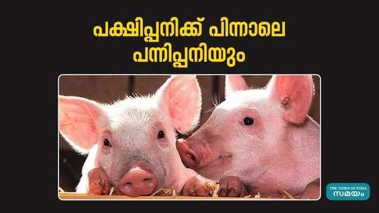 african swine fever confirmed in thrissur