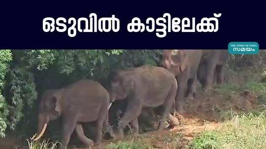 wayanad panamaram chased away the wild elephants that were terrorizing