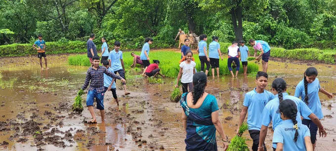 Raigad News: विद्यार्थ्यांनी लुटला भात लावणीचा आनंद, सहशालेय उपक्रमांतर्गत शिक्षकांनी केले आयोजन