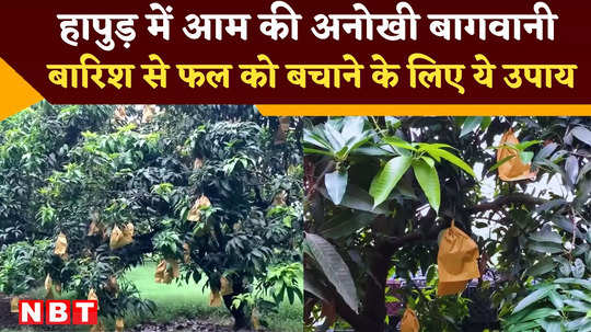 hapur waterproof cover for mango fruits see unique gardening watch video