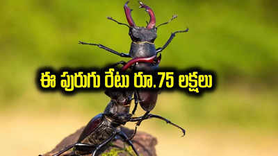 Stag Beetle: ఈ పురుగు రేటు రూ.75 లక్షలు.. దాని ప్రత్యేకత ఏంటో తెలుసా?