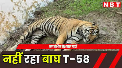 रणथंभौर में बाघ T-58 की मौत, सुबह भैंस का शिकार किया, शाम को तोड़ दिया दम