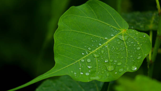 Peepal Leaf