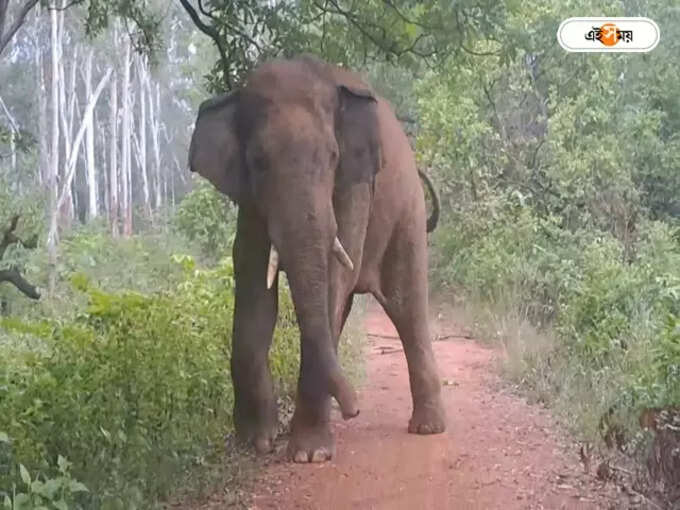 Elephant Elephant