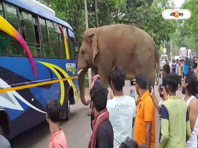 Elephant Elephant