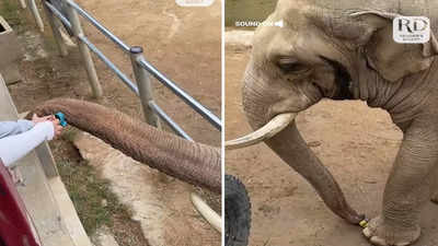चीन में हाथी ने किया दिल जीतने वाला काम, बाड़े में गिरा बच्चे के जूता तो सूंड से उठाकर ऐसे लौटा दिया