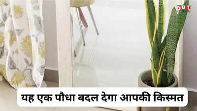 Vastu Lucky Plant : घर में लगाएं सिर्फ यह एक पौधा फिर देखें कैसे बदलती है आपकी किस्मत